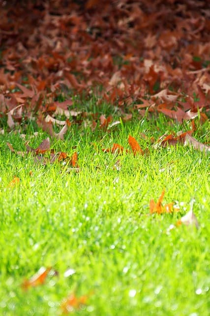 Fallen oak leaves covering the ground in South Jersey