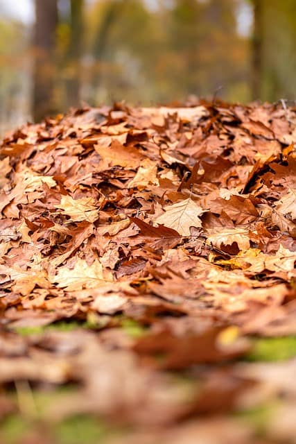 Autumn leaves gathered in a mound for cleanup in Philadelphia