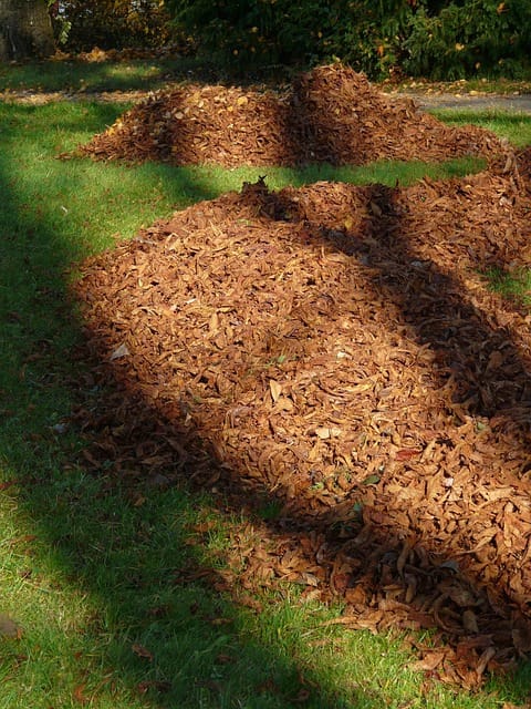 Raked piles of leaves on a green lawn in Camden County