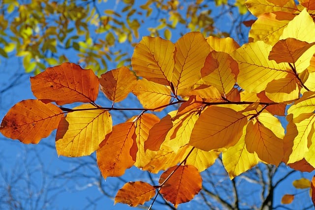 Close-up of colorful fall leaves in South Jersey against a bright blue sky